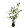 Plant Fern