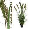 Plant Sorghum