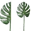 Plant Palm leaf