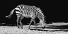 Schilderij zebra 