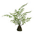 Plant Fern